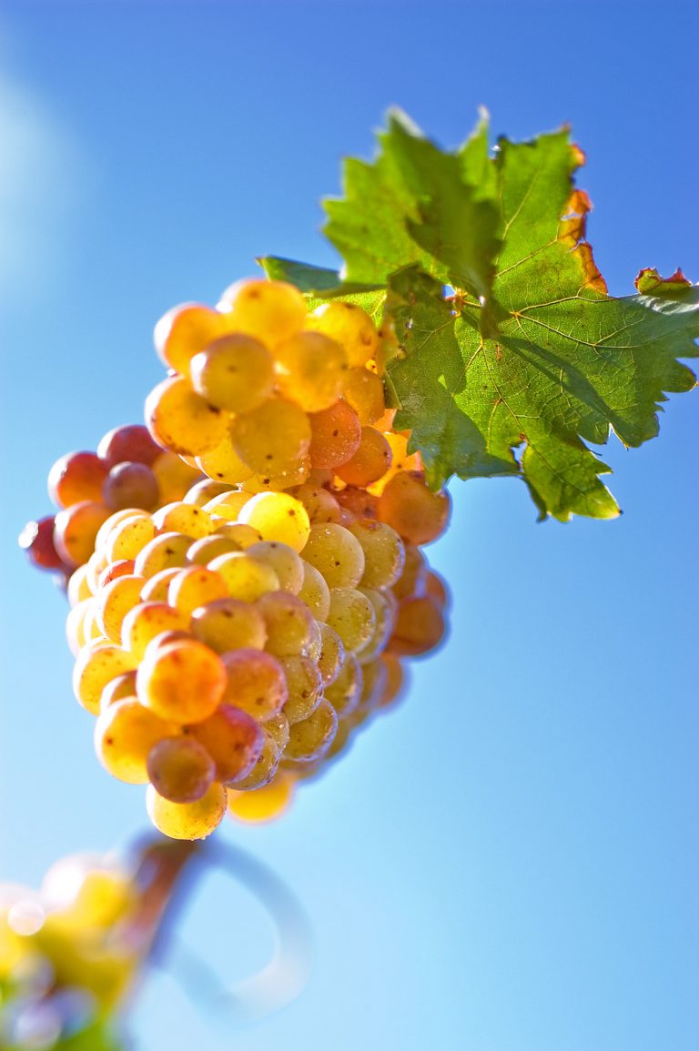 Muscat à petits grains