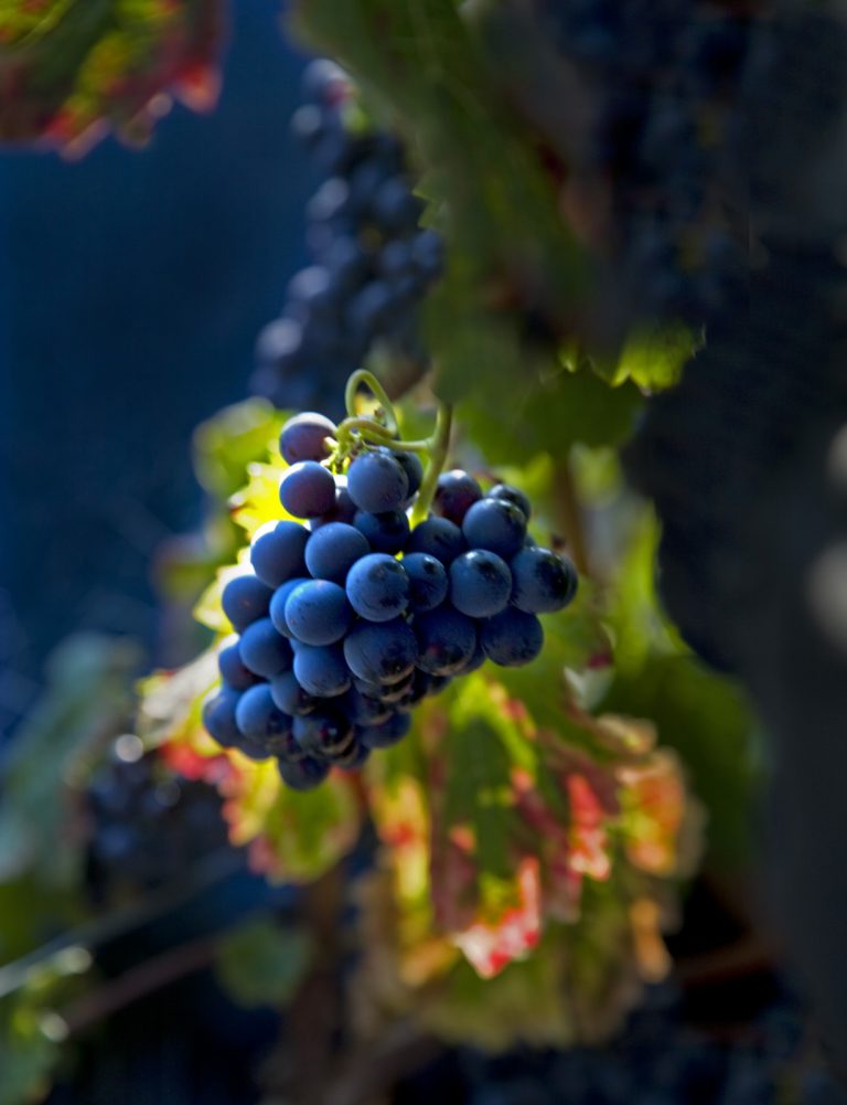 Cabernet franc
