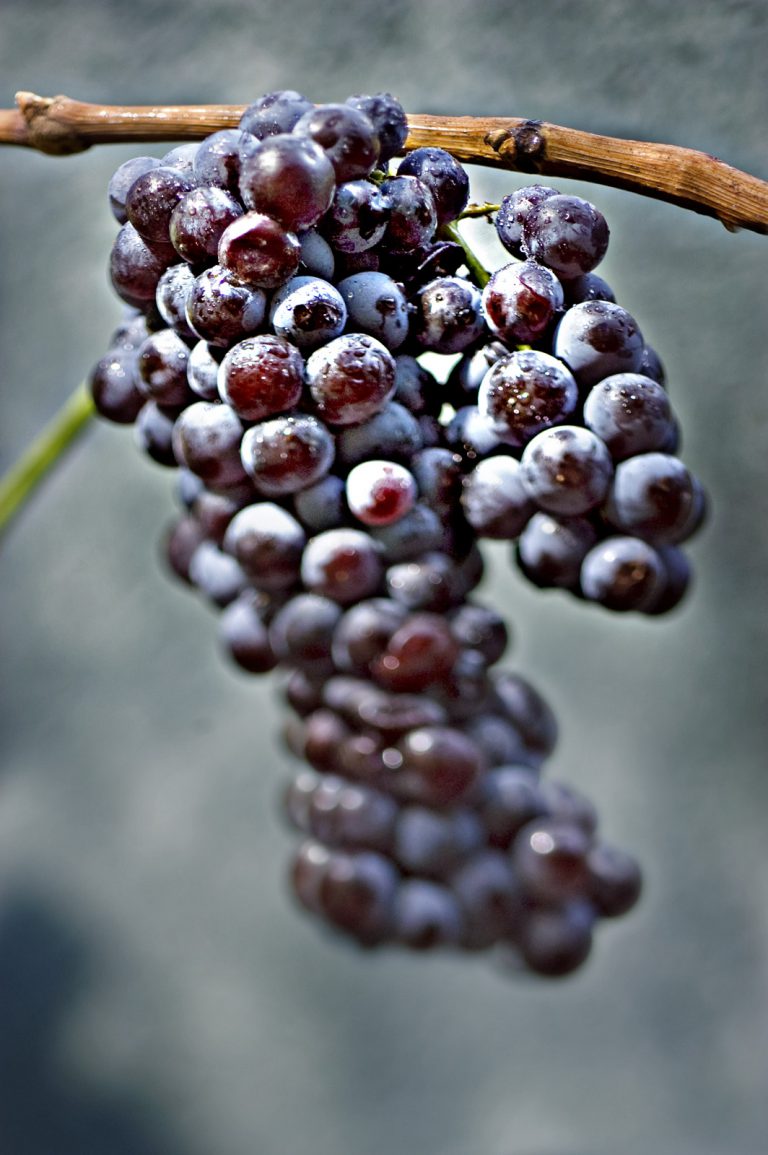 Le grenache gris