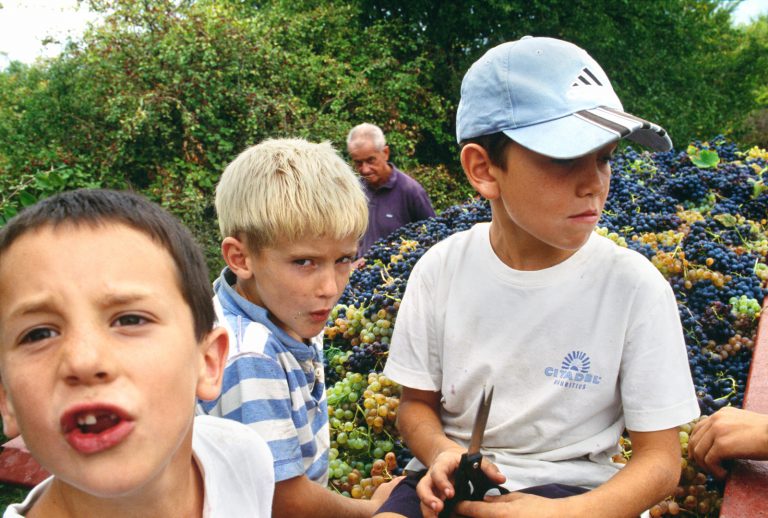 La vendange des neveux