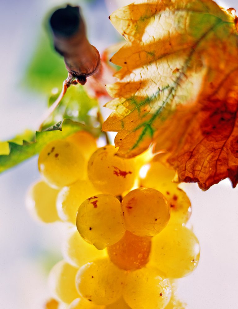 Le muscat petits grains