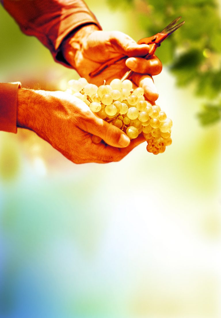 Laurent Pontaud Vigneron à Gaujac